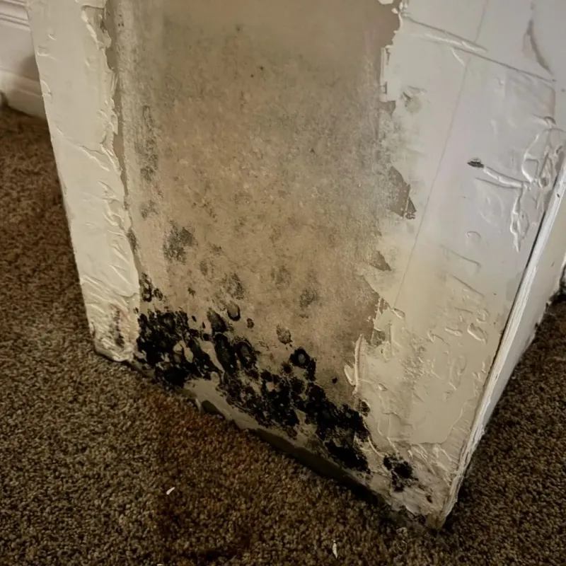 Professional Mold Removal in Taylor, AZ